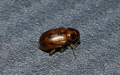 Metachroma clarkei