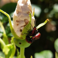 Merhynchites bicolor