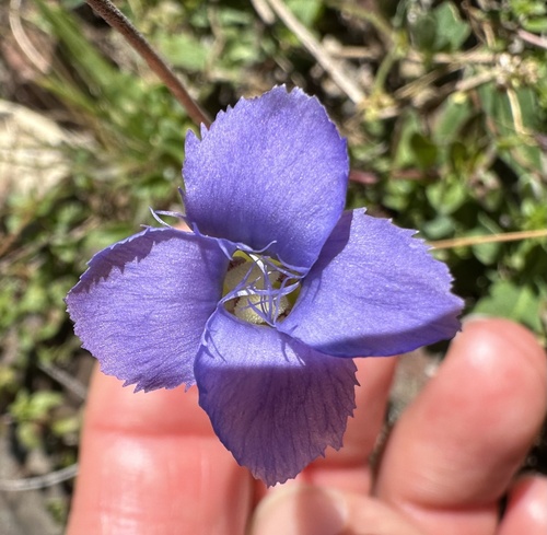 pahorec brvitý (Gentianopsis ciliata)