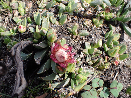 Image of Acrodon bellidiflorus by (c) Eugene Hahndiek, some rights reserved (CC BY-SA)