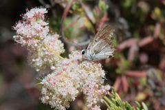 Tharsalea xanthoides