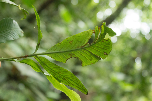 Asplenium pearcei observed 2019-05-17