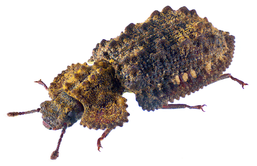 Synchitini