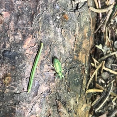 Phyllobius arborator