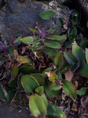 Tradescantia cerinthoides