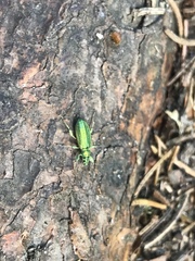 Phyllobius arborator