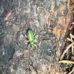 Phyllobius arborator