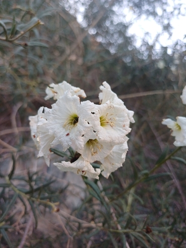 Image of Cordia decandra by (c) Álvaro Parra Valdivia, some rights reserved (CC BY)