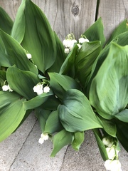 Convallaria