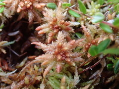 Sphagnum magellanicum