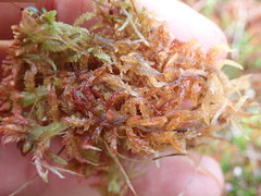 Sphagnum magellanicum
