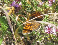 Melitaea parthenoides