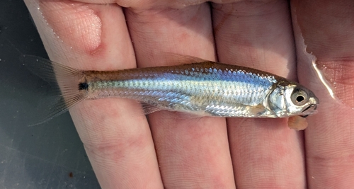 Spottail Shiner