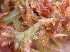 Sphagnum magellanicum