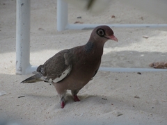 Patagioenas corensis