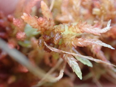 Sphagnum magellanicum