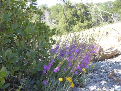 Penstemon heterophyllus