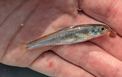 Sand shiner (Notropis stramineus) — Cyprinidae — 5
