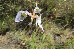 Moraea algoensis
