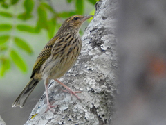 Anthus lineiventris