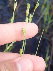 Carex canescens