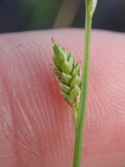 Carex canescens