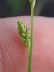 Carex canescens