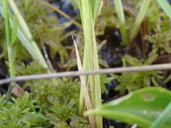 Carex canescens