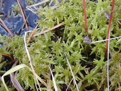 Carex canescens