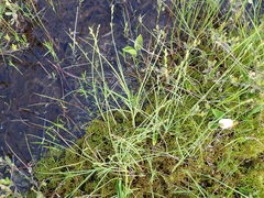 Carex canescens