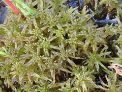 Sphagnum cuspidatum