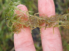 Sphagnum cuspidatum