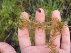 Sphagnum cuspidatum