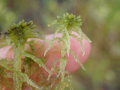 Sphagnum cuspidatum