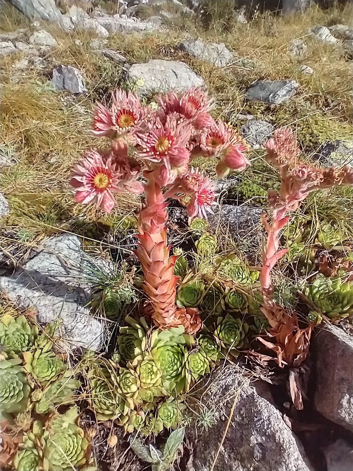 Sempervivum 'Panda'