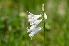 Paradisea liliastrum