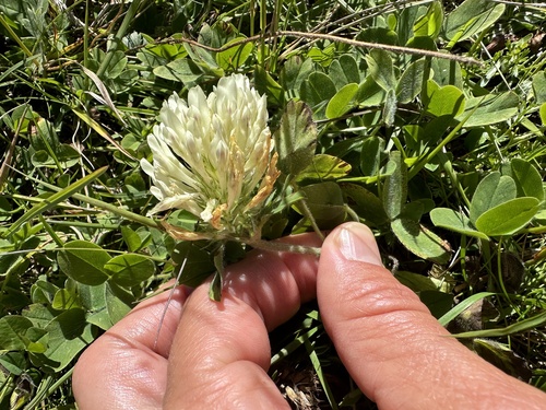 Image of Graying Clover (Trifolium canescens) by (c) Katrin Simon, some rights reserved (CC BY)