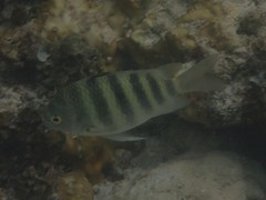 Abudefduf septemfasciatus