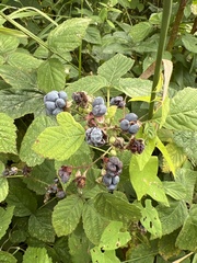 Blaue Brombeere (Rubus caesius): Herkunft und Verwendung — Foto 3
