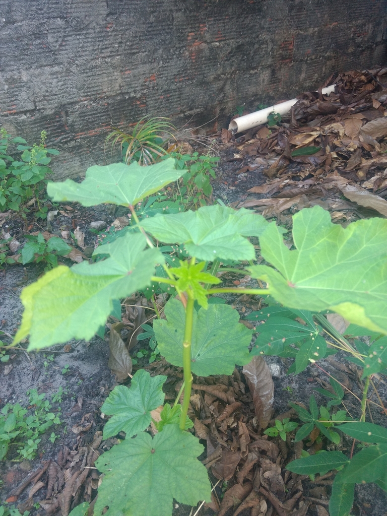 Young okra pods ready for harvest