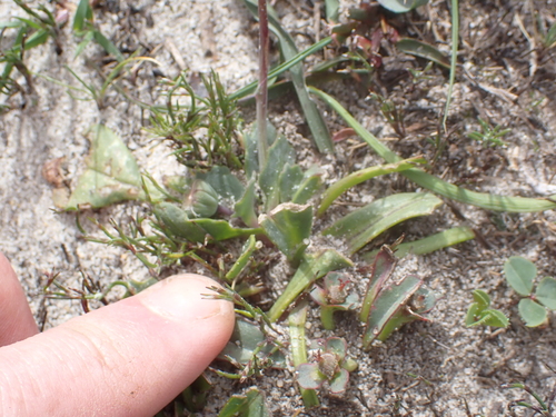 Image of Othonna digitata by (c) Eugene Hahndiek, some rights reserved (CC BY-SA)