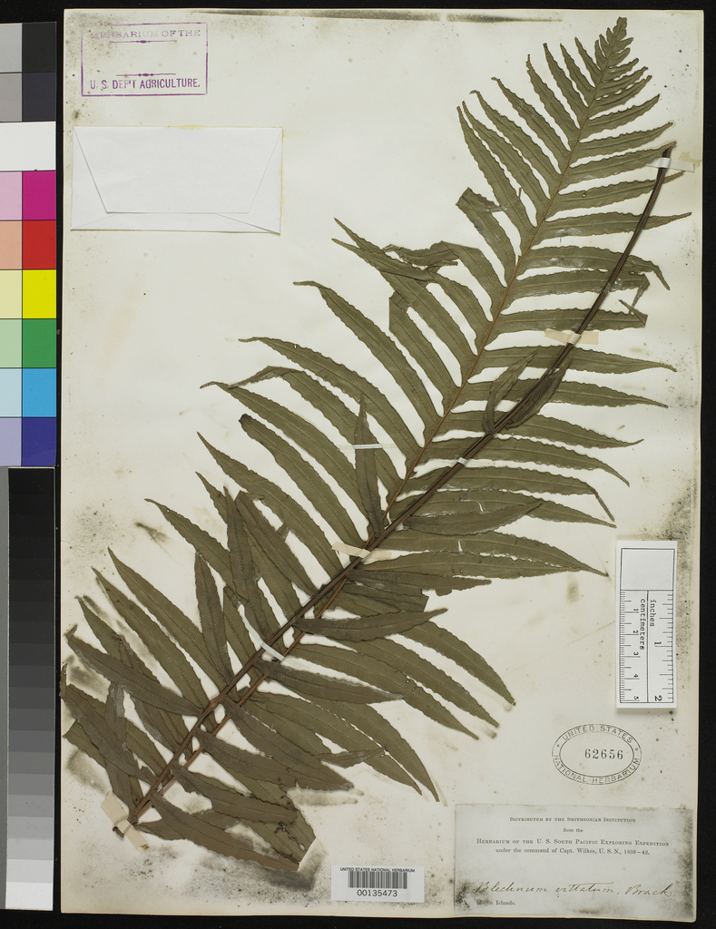Oceaniopteris vittata