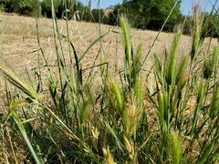 Hordeum jubatum