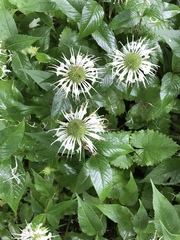 Monarda clinopodia