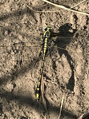 Gomphurus