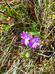 Primula integrifolia