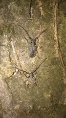 Mesosa curculionoides