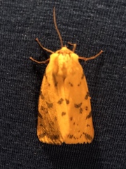 Diacrisia purpurata