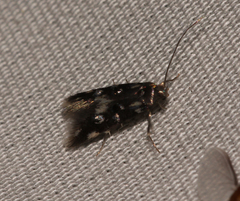 Elachistidae