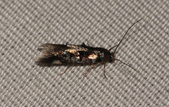 Elachistidae
